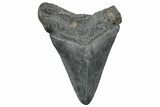 Fossil Megalodon Tooth - South Carolina #236351-1